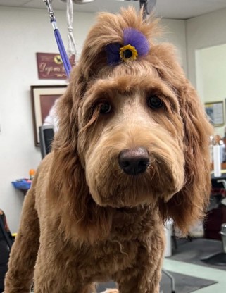 Profitable Dog Grooming business